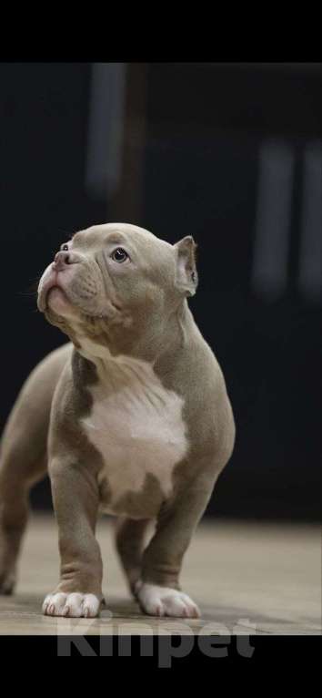 Собаки в других городах Краснодарского края: Щенок американский булли Мальчик, 180 000 руб. - фото 3