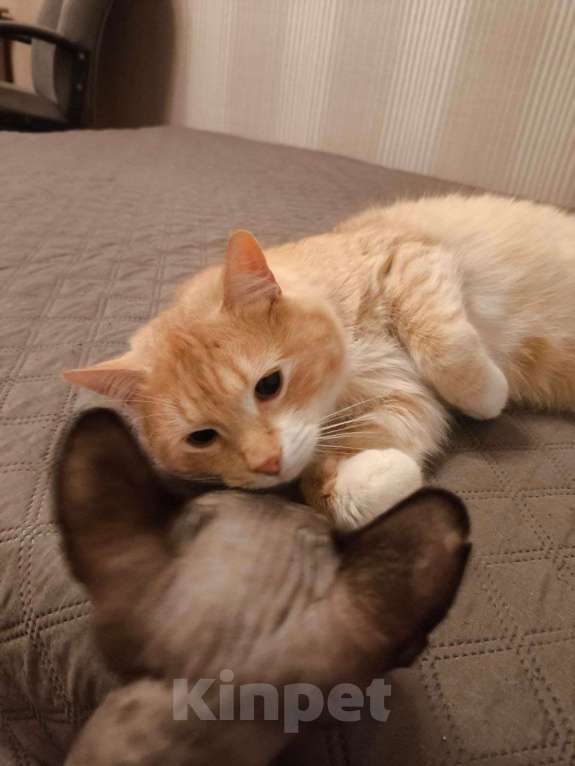 Кошки в Пушкино: Сахарок ищет дом! Мальчик, Бесплатно - фото 3