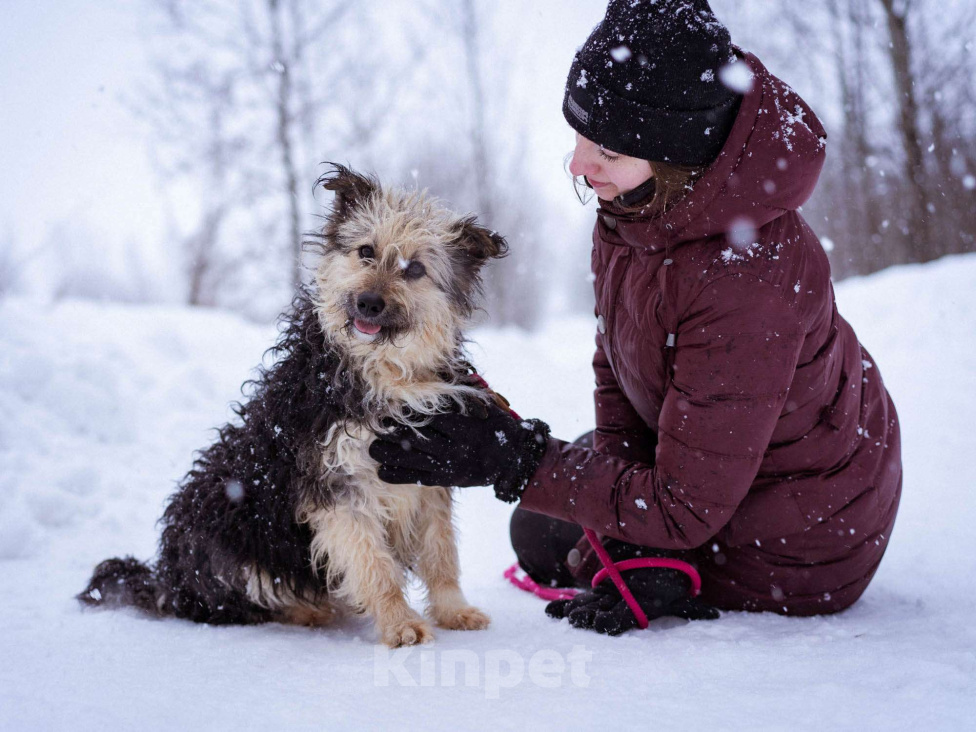 Собаки в Москве: Миниатюрный бородатик в добрые руки Мальчик, Бесплатно - фото 1