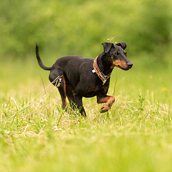 Манчестер-терьер