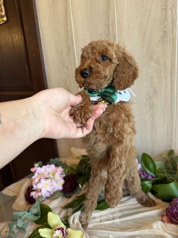 Собаки в других городах Московской области: Австралийский лабрадудль Девочка, 150 000 руб. - фото 1