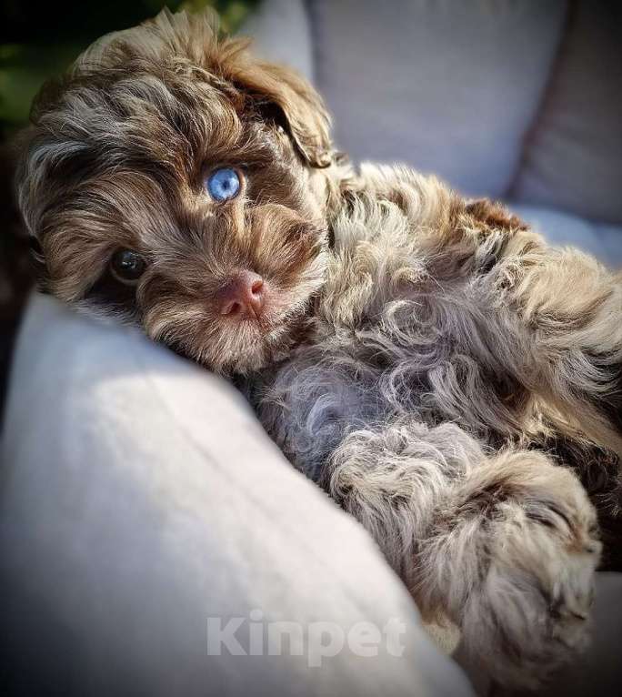 Собаки в Москве: Щенки мальтипу Девочка, 55 000 руб. - фото 2