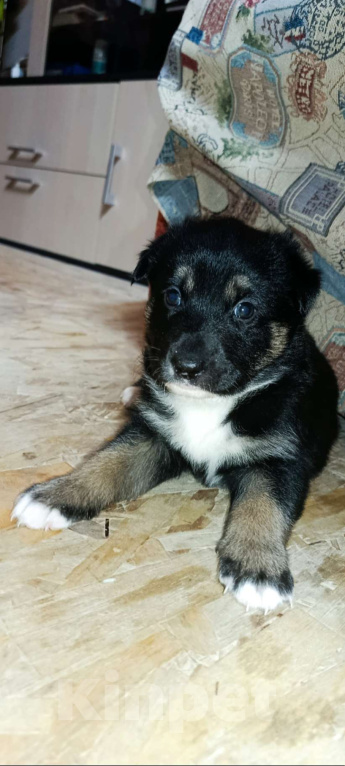 Собаки в Серпухове: Щенок в добрые руки Девочка, Бесплатно - фото 1