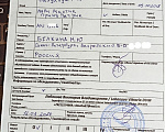 Собаки в Санкт-Петербурге: Илья короткошерстный чихуахуа шоколадного окраса Мальчик, 70 000 руб. - фото 7