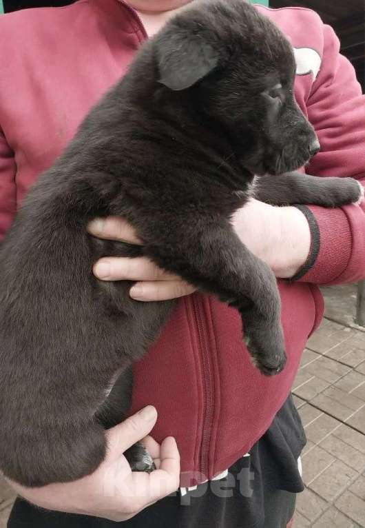 Собаки в Омске: Немецкая овчарка щенки Разнополые, 10 000 руб. - фото 4