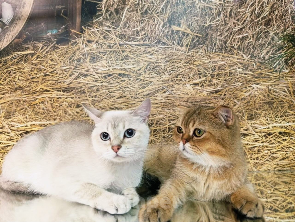 Кошки в других городах Краснодарского края: Шотландские котята Разнополые, 12 000 руб. - фото 6
