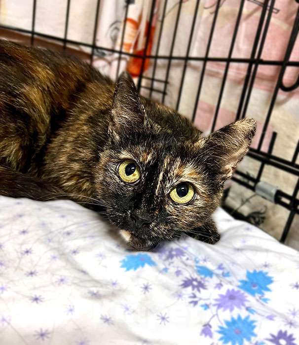 Кошки в Москве: В добрые руки черепаховая кошечка Муся Девочка, 10 руб. - фото 2