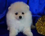 Собаки в Москве: Пушистое очарование- мальчик Мальчик, 30 000 руб. - фото 4