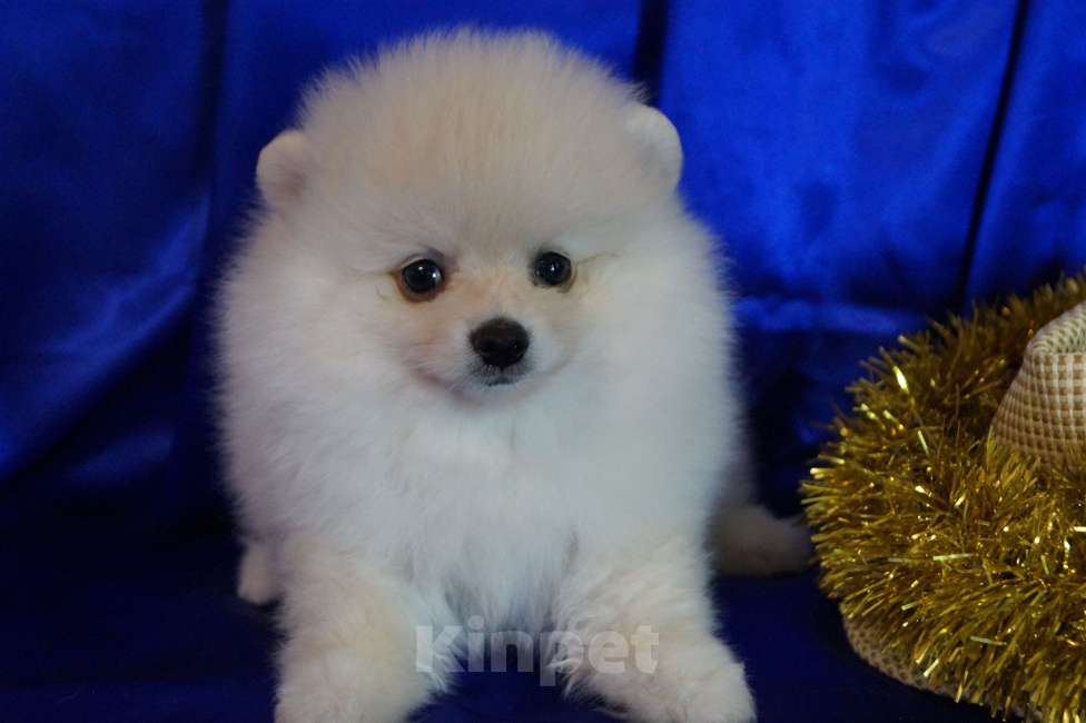 Собаки в Москве: Пушистое очарование- мальчик Мальчик, 30 000 руб. - фото 4