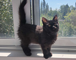 Кошки в Саратове: Черный котенок Девочка, Бесплатно - фото 4
