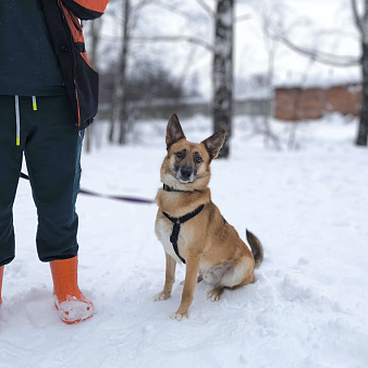 Идеальная квартирная собака