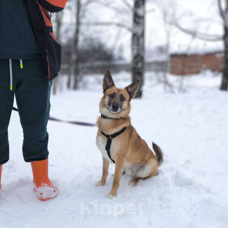 Собаки в Москве: Идеальная квартирная собака Мальчик, Бесплатно - фото 1