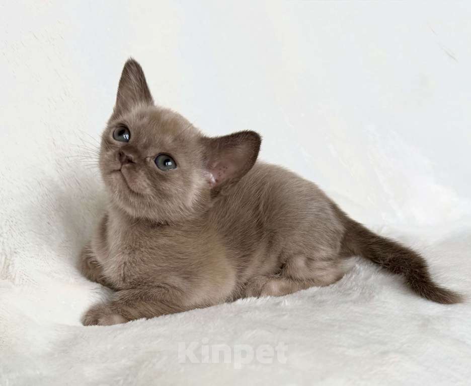 Кошки в Москве: Бурманские котята Девочка, 100 000 руб. - фото 1