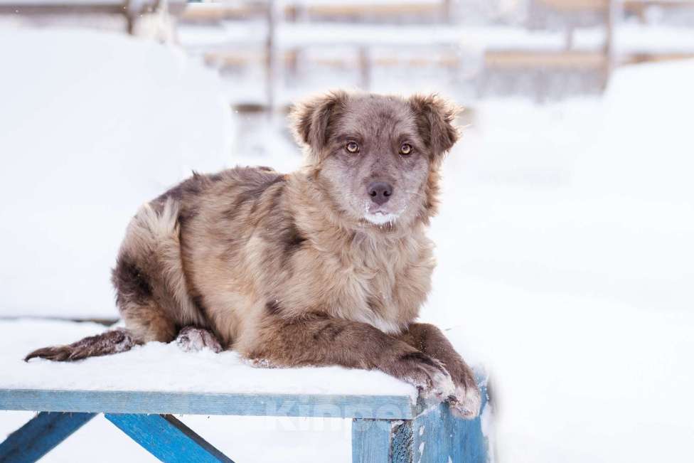 Собаки в Москве: Щенок необычного окраса, эксклюзив! Бесплатно, в добрые руки Девочка, Бесплатно - фото 2