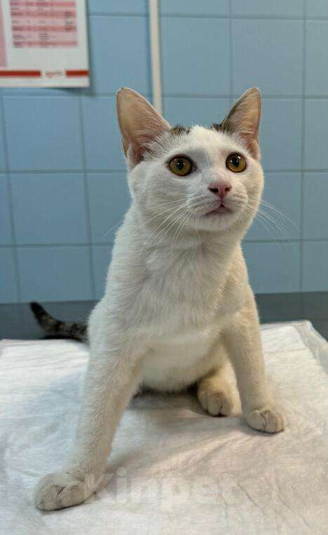 Кошки в Москве: Белый котенок подросток Месси в добрые руки Мальчик, 1 руб. - фото 4