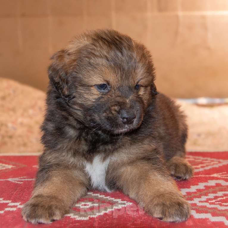 Собаки в Москве: Байра Девочка, Бесплатно - фото 8