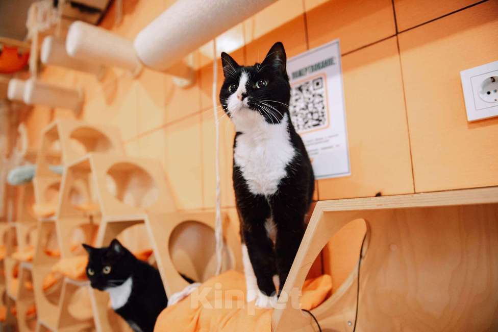 Кошки в других городах Московской области: Снежана мечтает найти семью Девочка, Бесплатно - фото 5