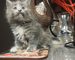 Кошки в других городах Ленинградской области: Котята в "руковичках", милые  котята, техцветные "черепашк" приносят в дом счастье и достаток. Девочка, 45 000 руб. - фото 3