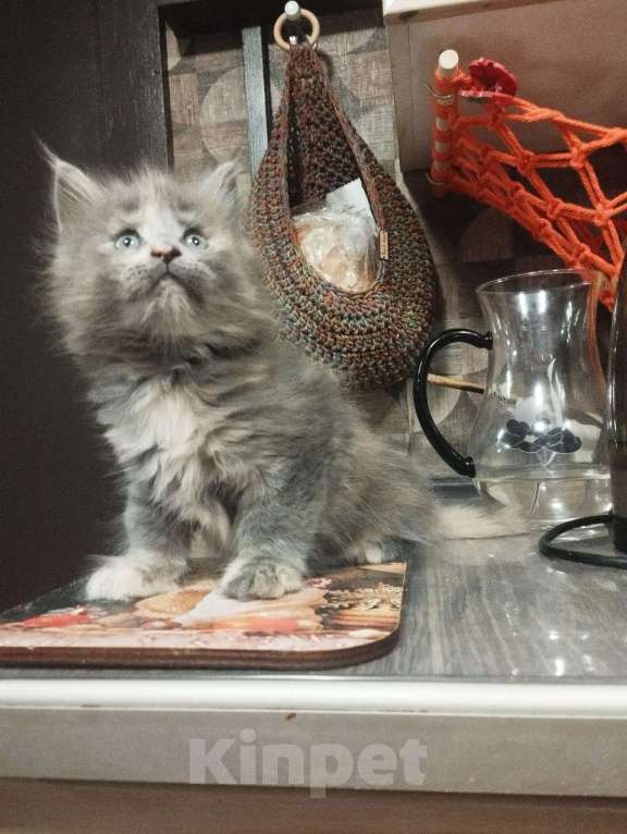 Кошки в других городах Ленинградской области: Котята в "руковичках", милые  котята, техцветные "черепашк" приносят в дом счастье и достаток. Девочка, 45 000 руб. - фото 3