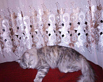 Кошки в Славгороде: Кошка, 1 руб. - фото 3
