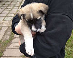 Собаки в Одинцово: Ищут дом щенки Мальчик, 1 руб. - фото 3