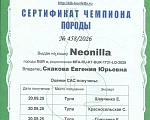 Кошки в других городах Рязанской области: Котята европейской бурмы Разнополые, 45 000 руб. - фото 3