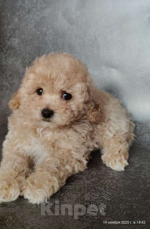 Собаки в Мытищах: Пушон Оскар Мальчик, 180 000 руб. - фото 4