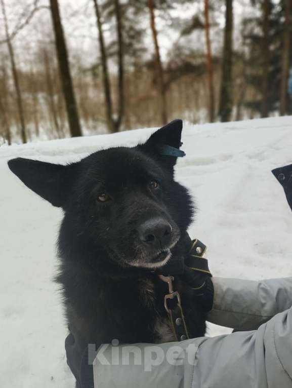 Собаки в Балашихе: Эдгар Мальчик, Бесплатно - фото 4