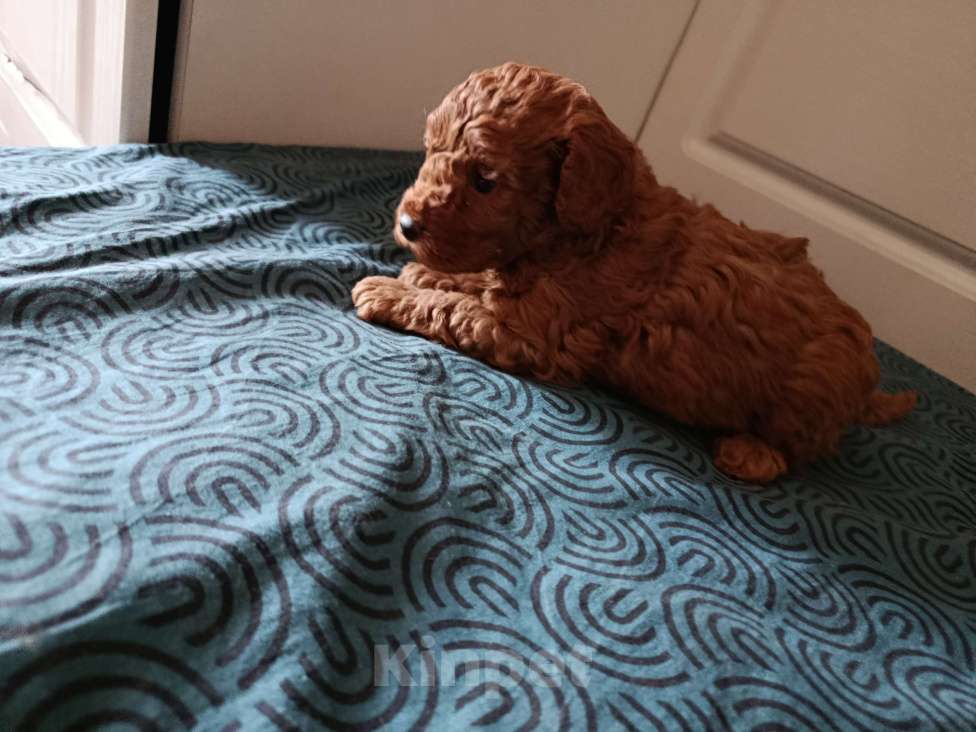 Собаки в Мытищах: Миниатюрный пудель Девочка, 100 000 руб. - фото 1