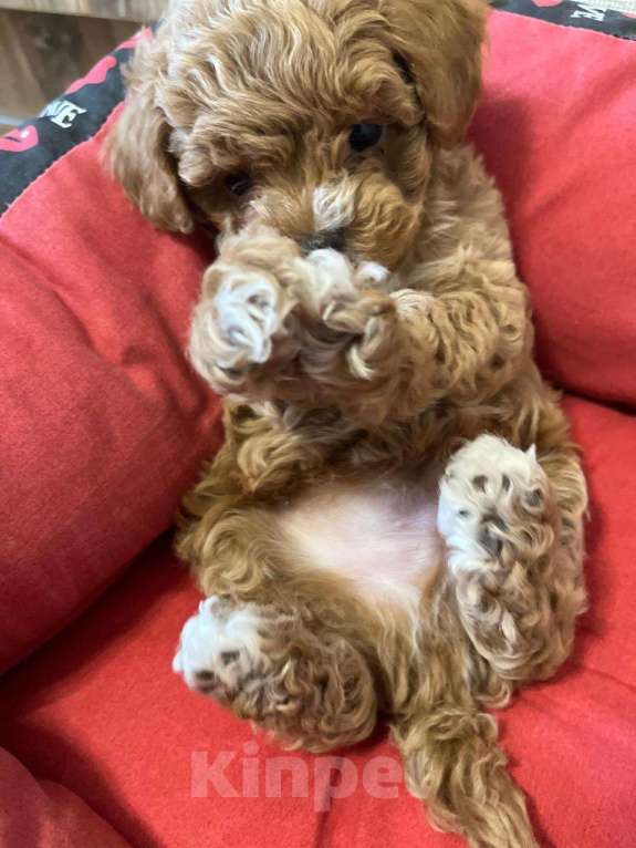 Собаки в Нижнем Новгороде: Мальтипу Мальчик, 120 000 руб. - фото 6