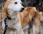Собаки в Видном: Пёс Чарли в добрые руки  Мальчик, Бесплатно - фото 2