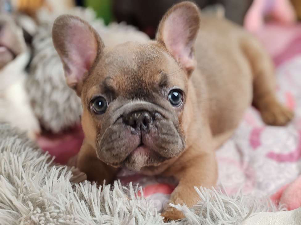 Собаки в Санкт-Петербурге: Шикарная шоколадная девочка Девочка, 50 000 руб. - фото 9