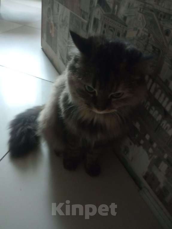 Кошки в Волгограде: Кошка в добрые руки Девочка, Бесплатно - фото 3