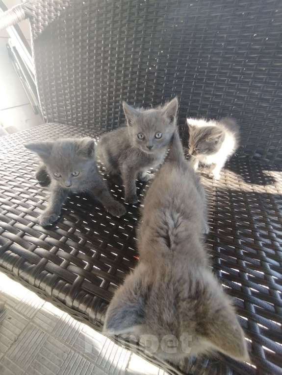 Кошки в Брянске: Котята Девочка, Бесплатно - фото 1