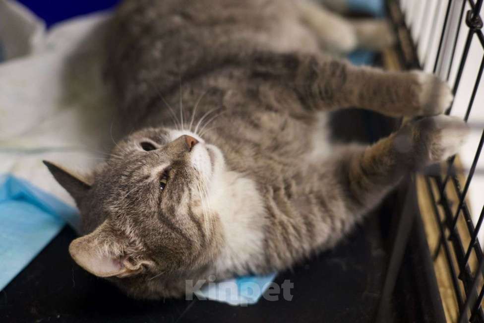 Кошки в Москве: Зося ищет дом! Девочка, Бесплатно - фото 4