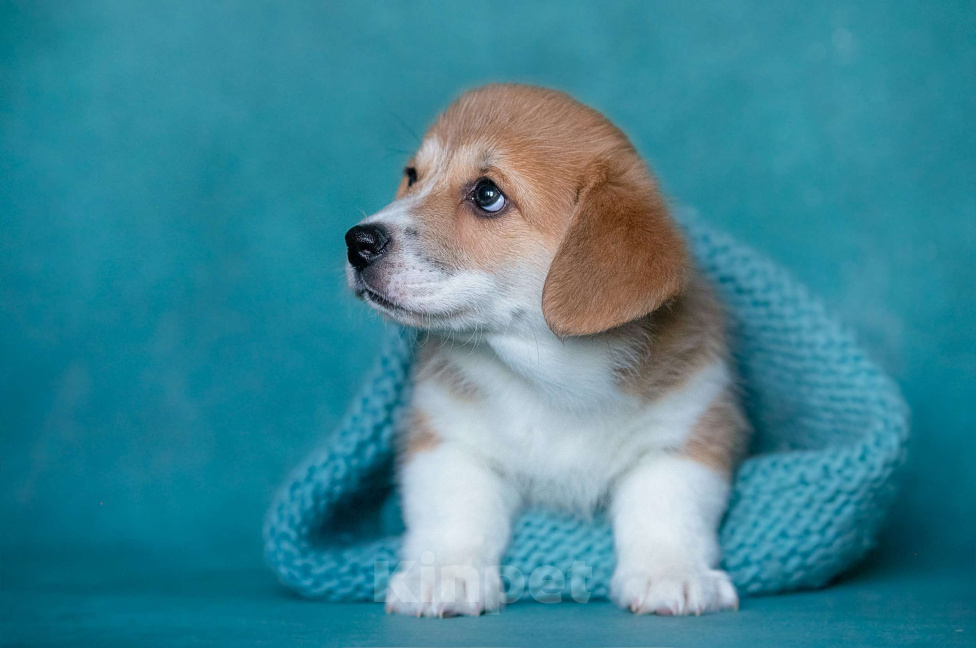 Собаки в Москве: Трюфель Из Басвет Прайд  Мальчик, 95 000 руб. - фото 3