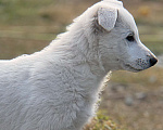 Собаки в Екатеринбурге: Щенок белой Швейцарской овчарки мальчик К/Ш Мальчик, 50 000 руб. - фото 1