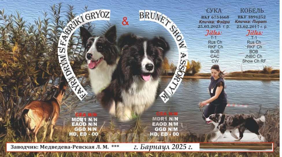 Собаки в других городах Алтайского края: Щенки Бордер Колли Мальчик, Бесплатно - фото 1