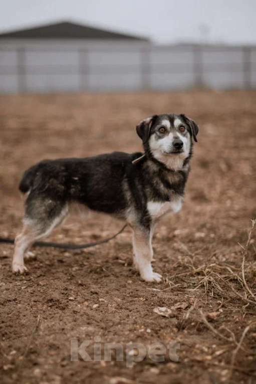 Собаки в Москве: Маленький пёсик Пьероша в добрые руки Мальчик, 1 руб. - фото 3