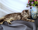 Кошки в Новосибирске: Котик манчкин нестандарт Мальчик, Бесплатно - фото 3