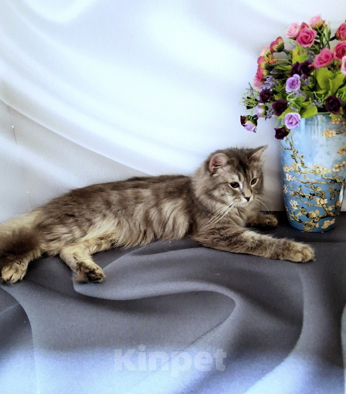 Кошки в Новосибирске: Котик манчкин нестандарт Мальчик, Бесплатно - фото 3