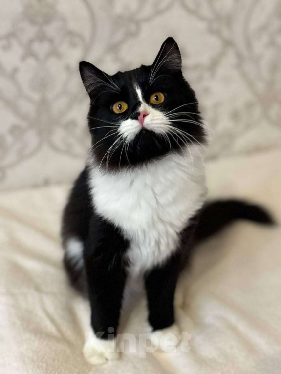 Кошки в Москве: А не хотите ли вы завести Бонифация? Мальчик, Бесплатно - фото 1