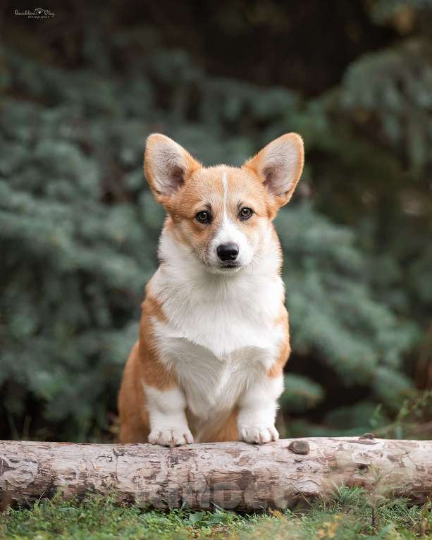 Собаки в Ростове-на-Дону: Вельш корги пемброк Девочка, Бесплатно - фото 3