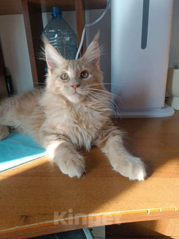 Кошки в Москве: Котенок мейн кун Мальчик, Бесплатно - фото 1