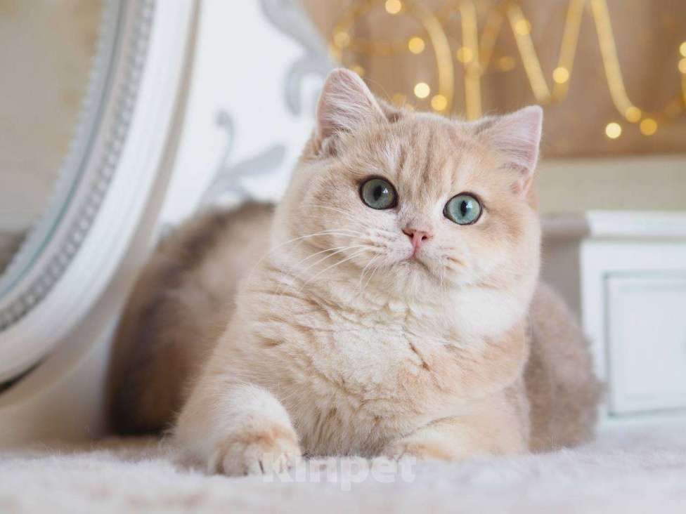 Кошки в Москве: Британский котенок Ява Девочка, 130 000 руб. - фото 9