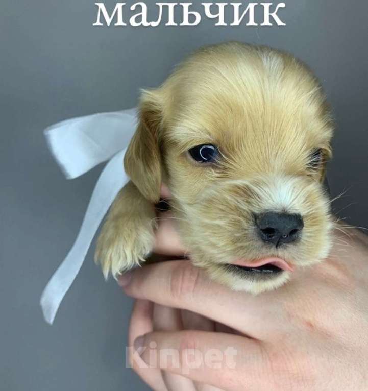 Собаки в Иркутске: Щенки Англ.кокер  спаниеля  Девочка, 13 000 руб. - фото 1