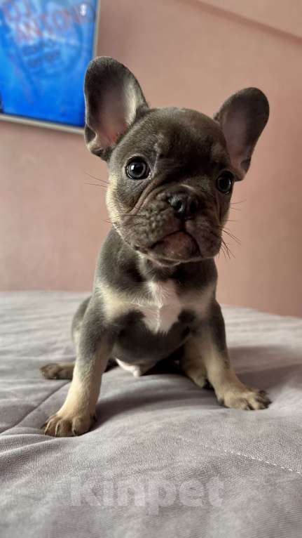 Собаки в Иркутске: Лакки Дуглас Мальчик, 65 000 руб. - фото 2