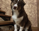 Собаки в Липецке: Австралийская овчарка Девочка, 40 000 руб. - фото 1