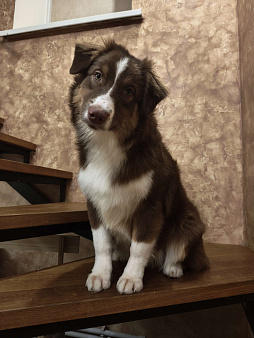 Австралийская овчарка