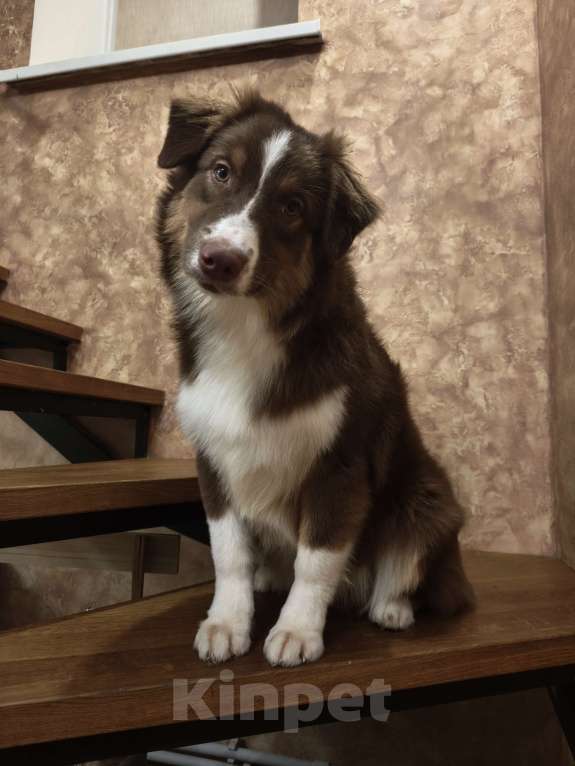 Собаки в Липецке: Австралийская овчарка Девочка, 40 000 руб. - фото 1